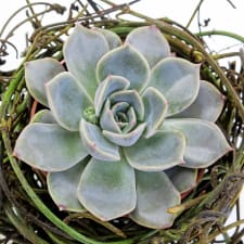 Nestled Succulent Plant - Standard