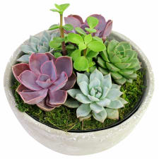 Urban Desert Succulent Garden - Standard