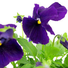 Rustic Potted Pansy - Standard