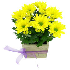Rustic Potted Chrysanthemum - Standard