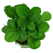 Potted Strawberry - Standard