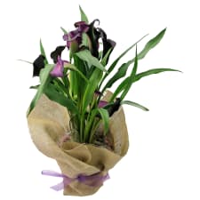 Carefree Calla Lily - Standard