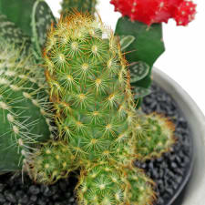 Cactus Garden - Painted Desert - Standard