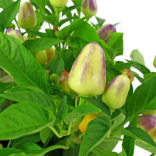 Chilli Plant - Standard