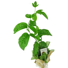Plentiful Passionfruit - Standard