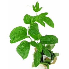 Plentiful Passionfruit - Standard