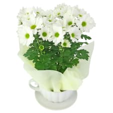 Chrysanthemum Tea Cup - White - Standard