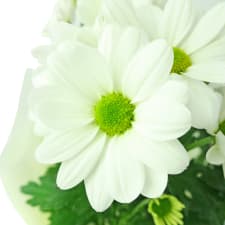Chrysanthemum Tea Cup - White - Standard