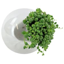 Leaning String Of Pearls - Standard