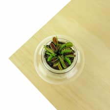 Venus Fly Trap - Standard