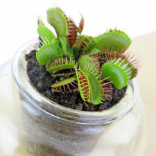 Venus Fly Trap - Standard