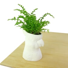 Cockatoo Planter - Standard