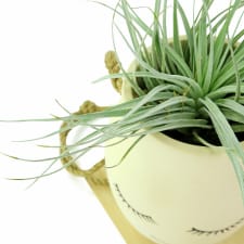 Miss Lashes - Air Plant - Standard