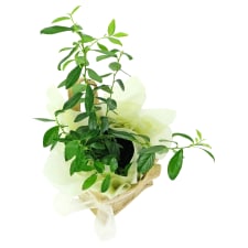 Juicy Blueberry Plant - Standard