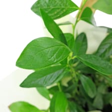 Juicy Blueberry Plant - Standard