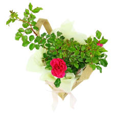 Carefree Carpet Rose - Standard