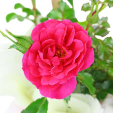 Carefree Carpet Rose - Standard