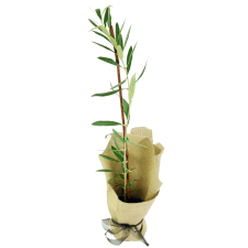 Peace Offering Olive Tree - Standard