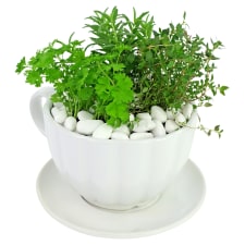 Cup O' Herbs - Standard