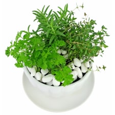 Cup O' Herbs - Standard