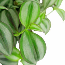 Winsome Wandering Jew - Standard