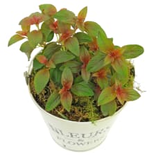 Superb Centradenia - Standard
