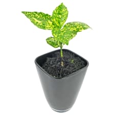 Delightful Dusted Laurel - Standard