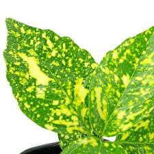 Delightful Dusted Laurel - Standard