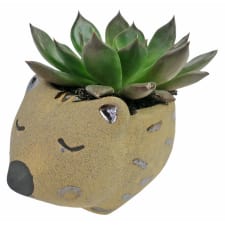 Aussie Animal Succulent - Standard