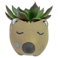 Aussie Animal Succulent - Standard