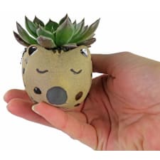 Aussie Animal Succulent - Standard