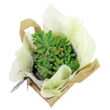Juicy Jellybean Succulent - Standard
