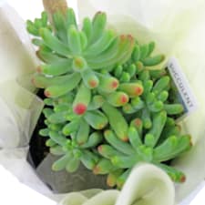 Juicy Jellybean Succulent - Standard