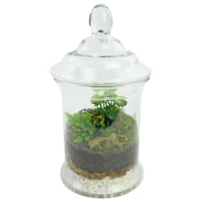 Leapfrog Terrarium - Standard