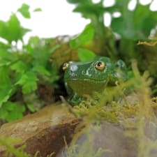 Leapfrog Terrarium - Standard