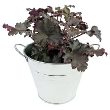 Haute Heuchera - Standard