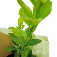 Zesty Lil' Lemon Tree - Standard