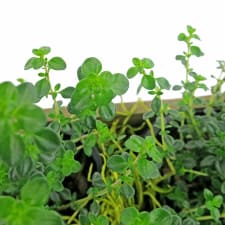 Thyme For Herbs - Standard