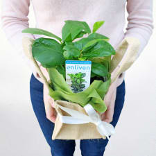 Fabulous Fiddle-Leaf Fig - Standard