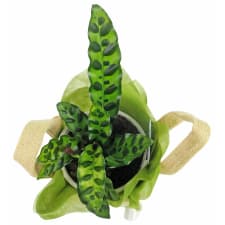 Carefree Calathea - Standard