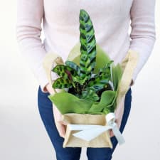 Carefree Calathea - Standard