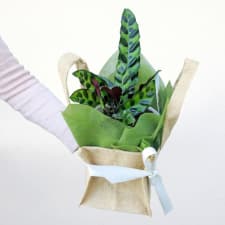 Carefree Calathea - Standard