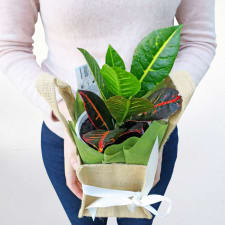 Magical Mini Croton - Standard