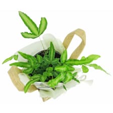 Rad Ribbon Plant - Standard