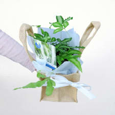 Rad Ribbon Plant - Standard