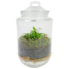 Forest Fern Terrarium - Standard