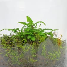 Forest Fern Terrarium - Standard