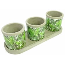Mini Monstera Palm Pots - Standard