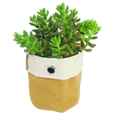 Desert Jewel Succulent - Standard