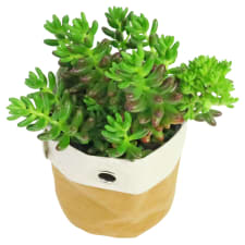 Desert Jewel Succulent - Standard